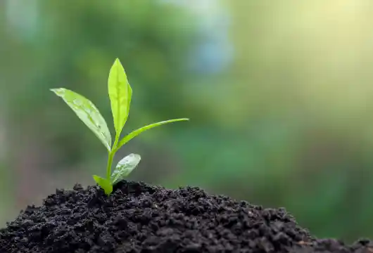 SBI donates 48 lakh rupees for tree planting