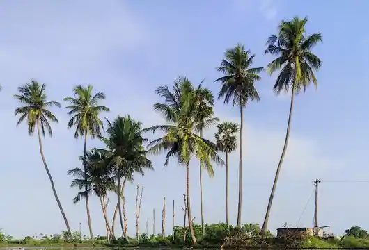 Tamil Nadu State sets up climate change governing council