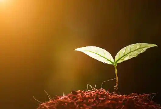 UP government to plant 35 crore saplings during the rainy season