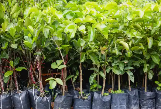 Delhi's G20 Summit to be spruced up with 20 lakh flower samplings