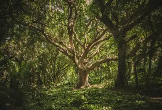 Adani Group promises to plant 100 million trees