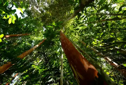 Carbon Offset Standard- For Enhanced Differentiation