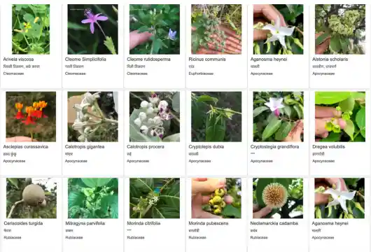 OneFlora 3000+ Photos, 150 Species - Encyclopedia Unveiled