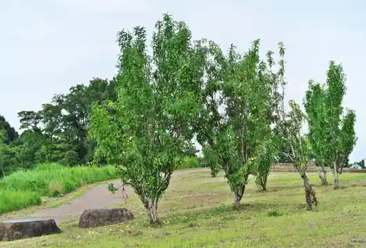 Waaree Energies' Innovative Two Trees-One Employee Initiative for a Greener Gujarat