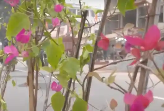 Ramayana-Era Trees Planted in Ayodhya Ahead of Ram Temple Consecration