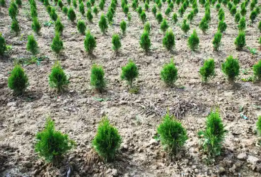 Greenery Boost for Delhi-Meerut Expressway with 20,000 Trees being planted