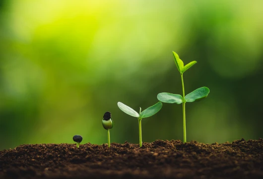 Afforestation
